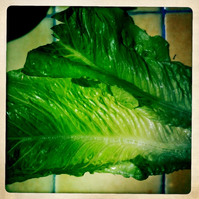 insalata con lumaca.jpg