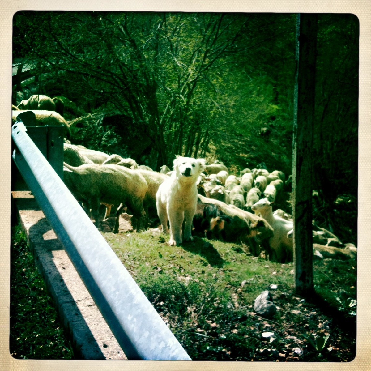 pastore abbruzzese.jpg