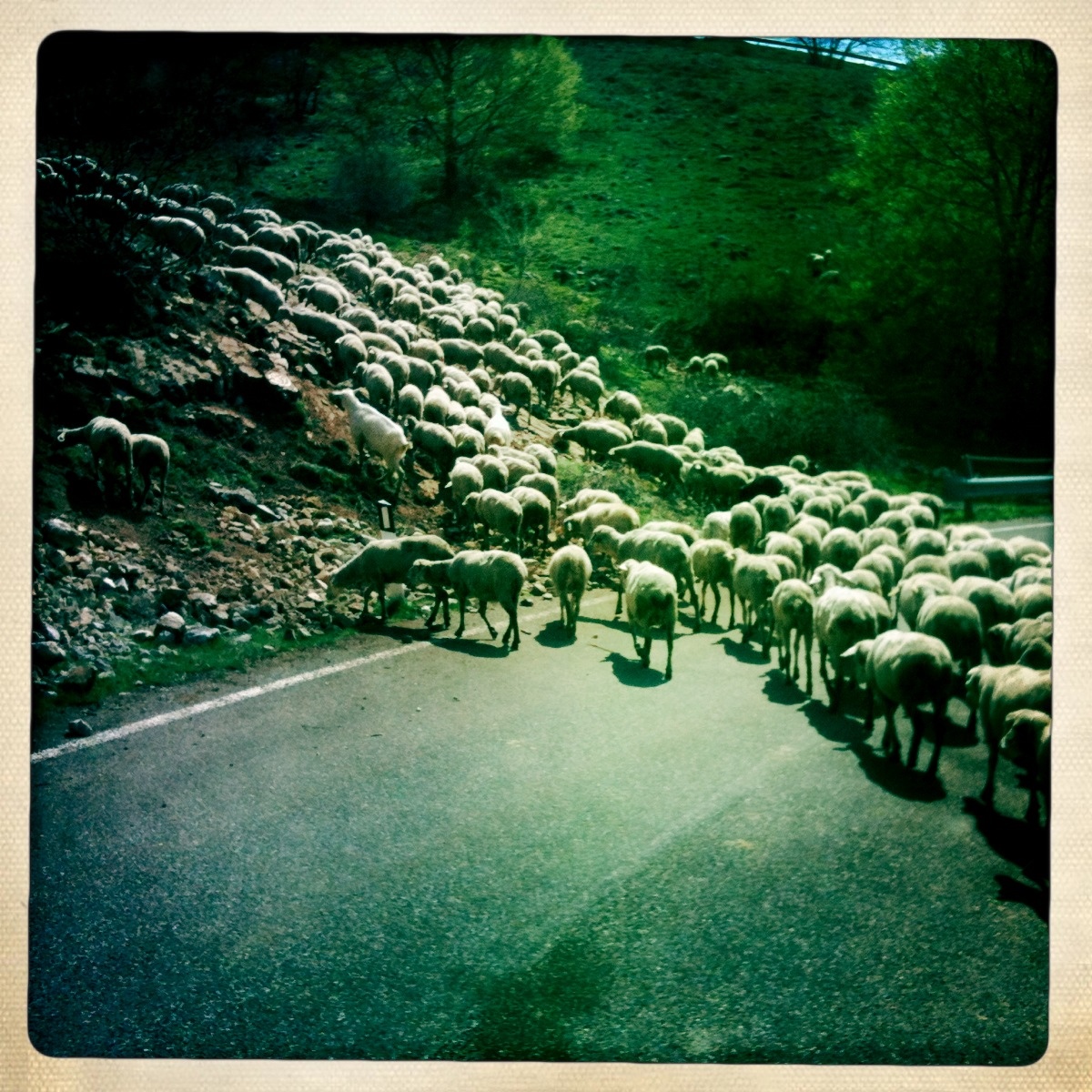 pecore in abruzzo.jpg